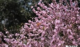 国产久丁香,传承与创新中的民族香氛传奇