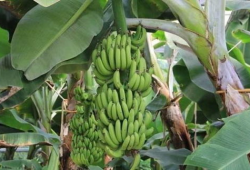 大香蕉之国产,大香蕉之国的繁荣与传奇